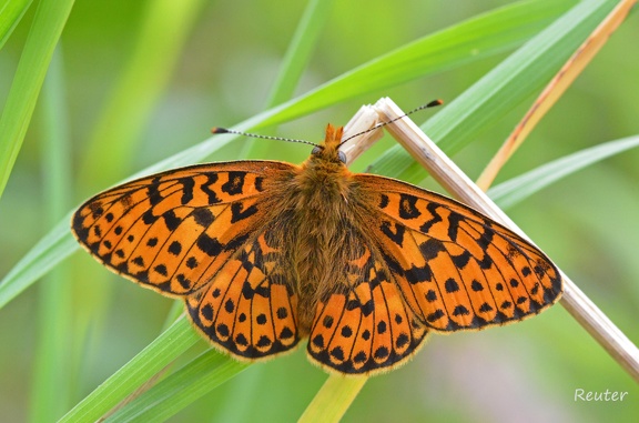 Silberfleck-Perlmuttfalter (Boloria euphrosyne)